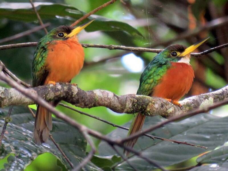 Jacamar à bec blanc