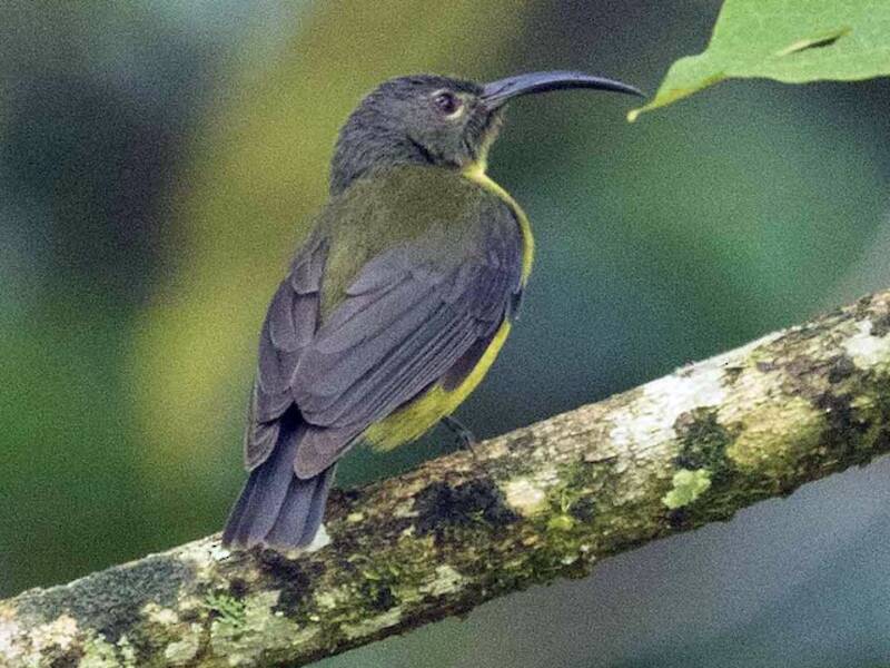 Yellow-bellied Longbill, Photos 2