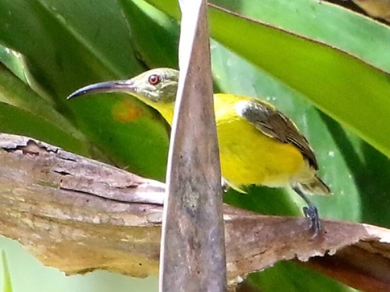 Yellow-bellied Longbill, Photos 3