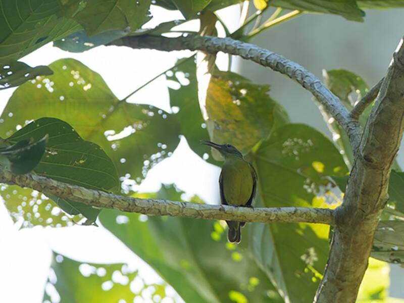 Yellow-bellied Longbill, Photos 4