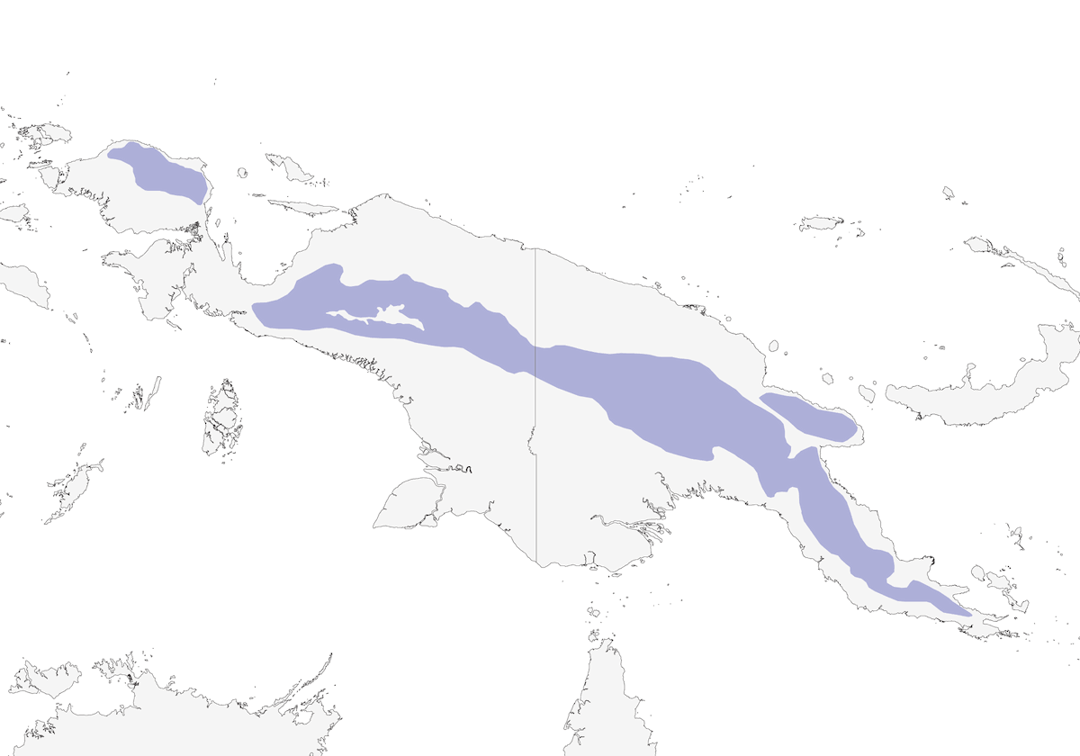 Loricheto beccogiallo, Distribuzione 1