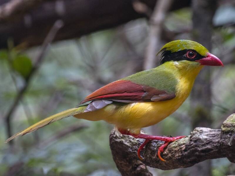 Indochinese Green-Magpie