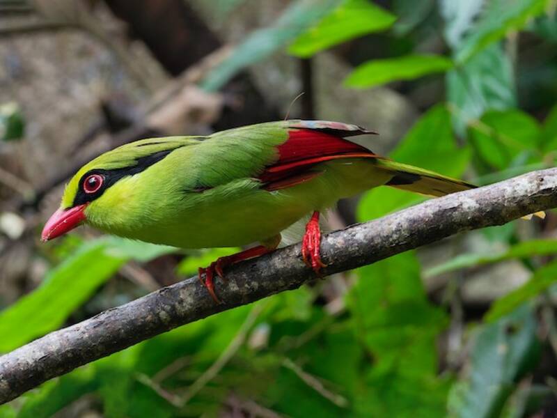 Indochinese Green-Magpie, Photos 3