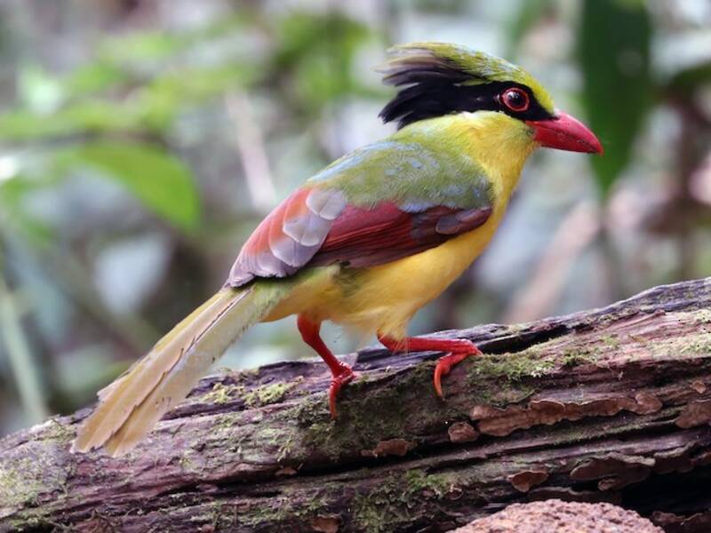 Indochinese Green-Magpie, Photos 2