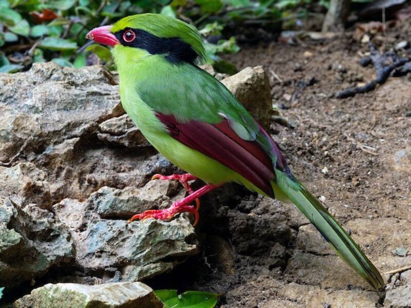 Indochinese Green-Magpie, Photos 4