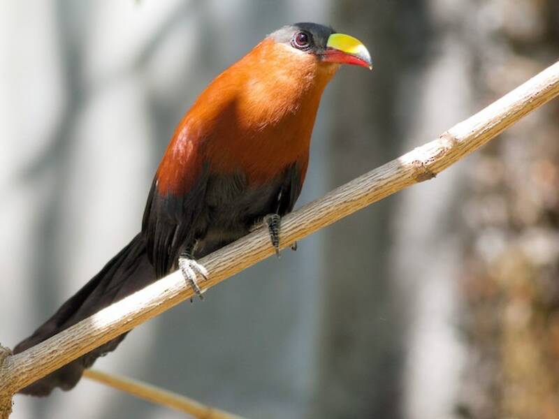 Malkoha beccogiallo, Foto 3