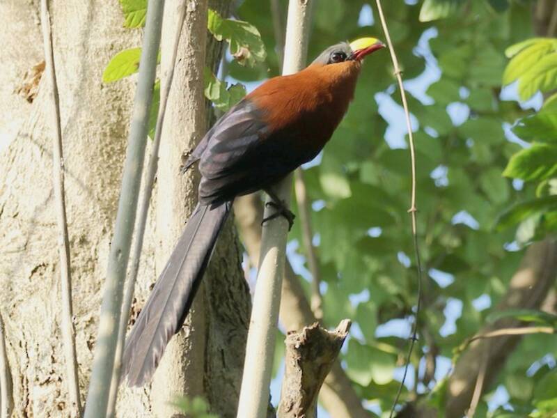 Malkoha beccogiallo, Foto 2
