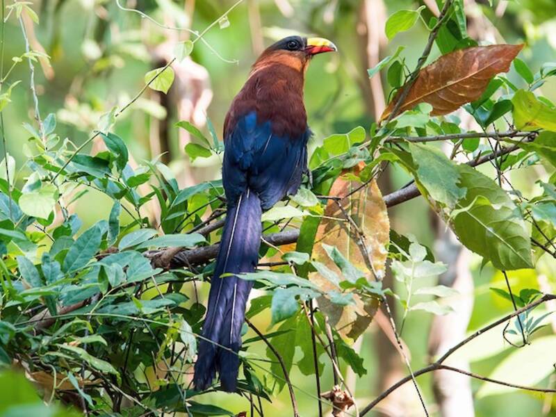 Malkoha beccogiallo