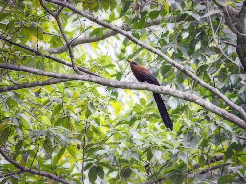 Malkoha beccogiallo, Foto 4