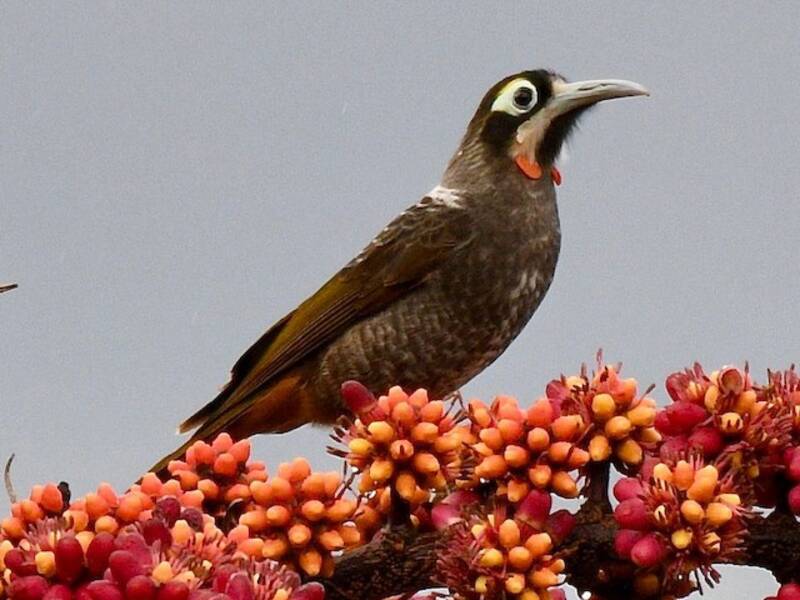 Mielero cejiamarillo