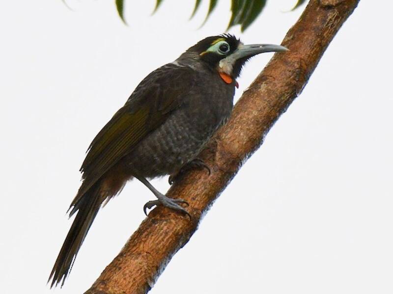 Mielero cejiamarillo, Fotos 2