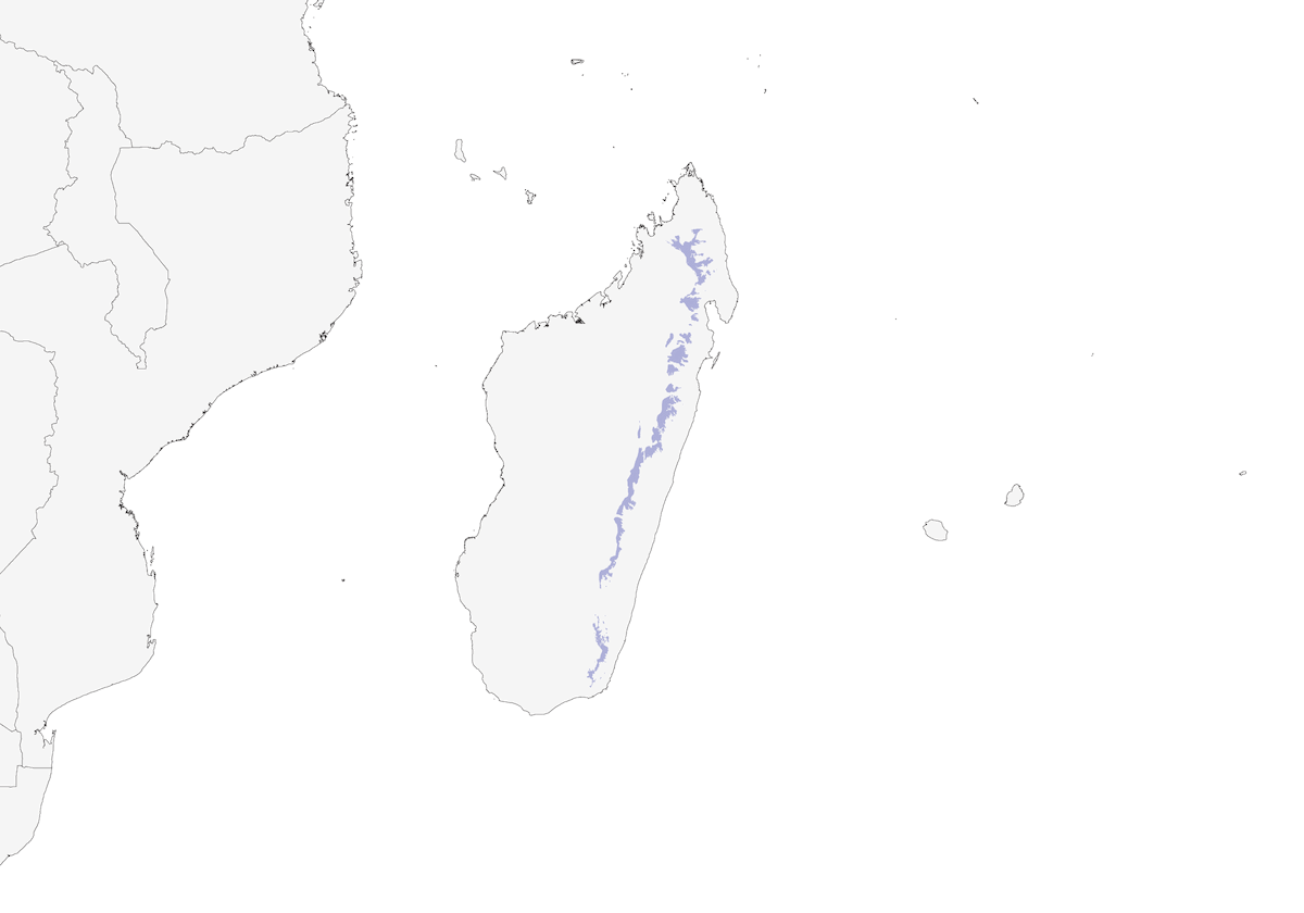 Madagaskar-Gelbbraue, Verbreitung 1