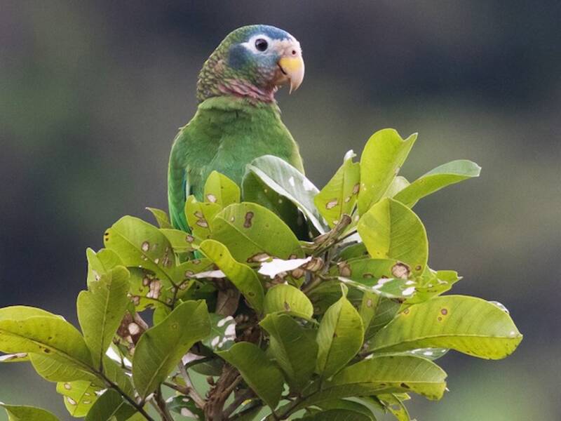 Amazzone dal becco giallo - Amazona collaria