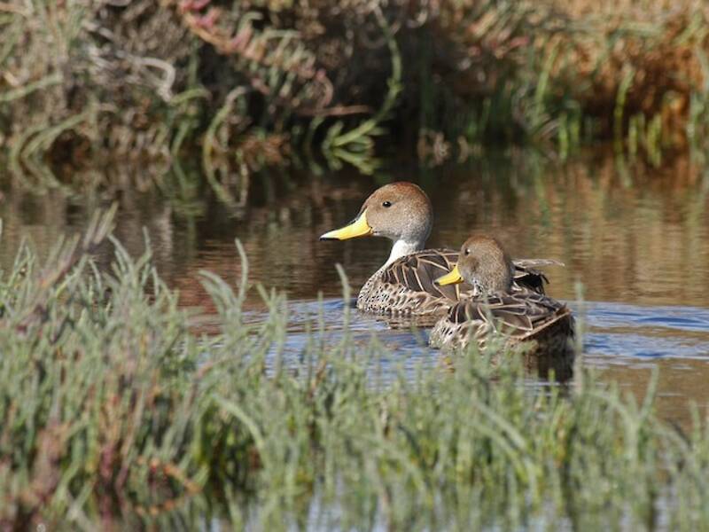 Codone beccogiallo, Foto 3