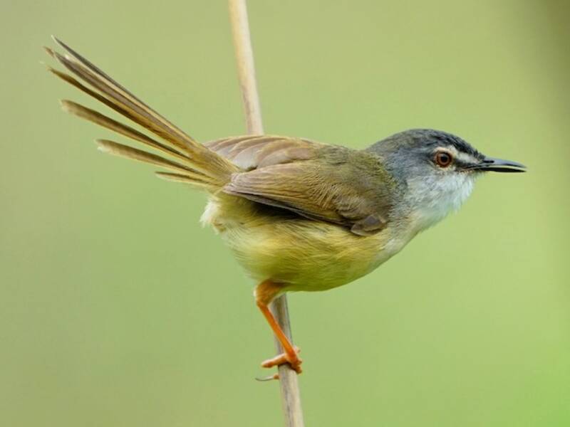 Gelbbauchprinia, Fotos 3