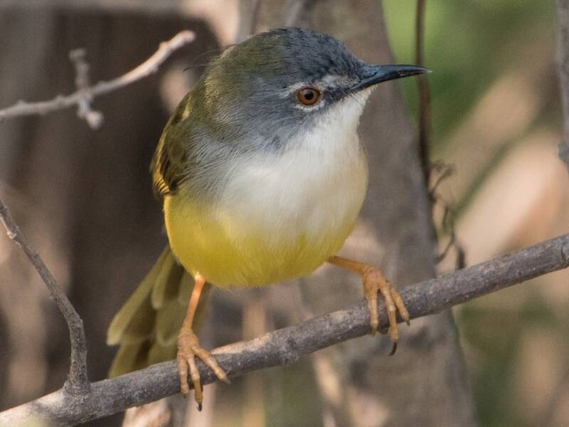 Gelbbauchprinia