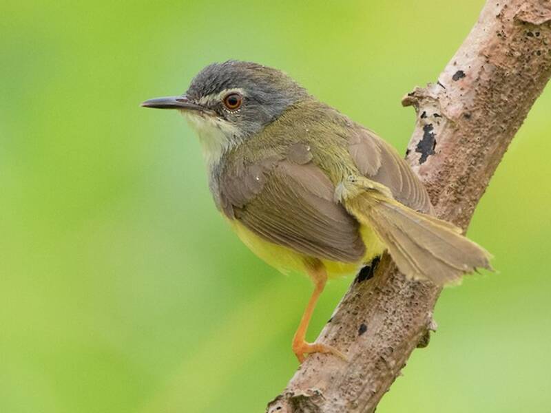 Gelbbauchprinia, Fotos 2