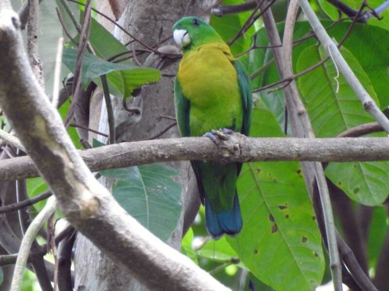 Yellow-breasted Racquet-tail, Photos 4