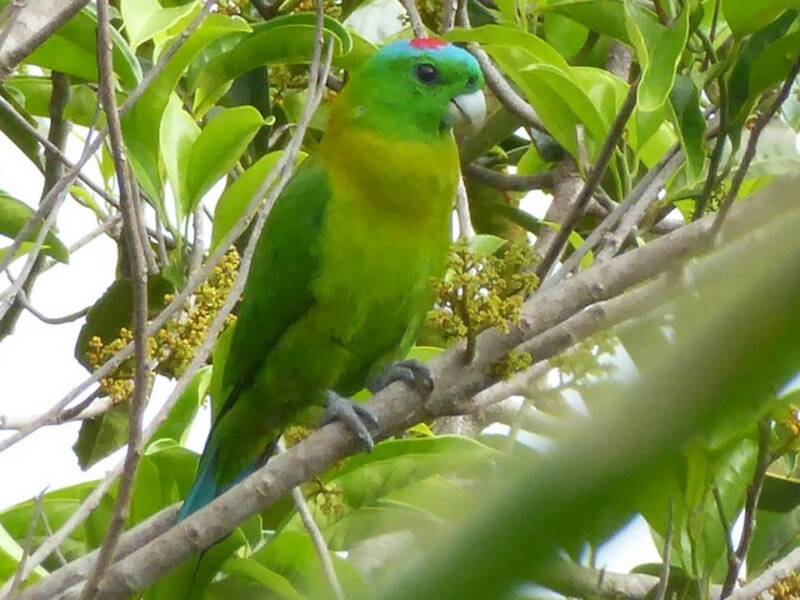 Yellow-breasted Racquet-tail, Photos 2