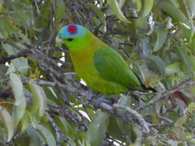 Yellow-breasted Racquet-tail, Photos 3