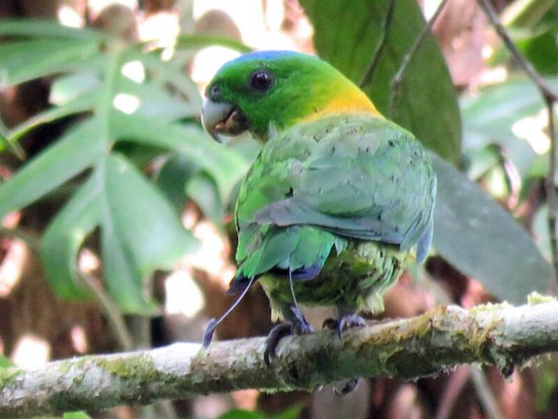 Yellow-breasted Racquet-tail