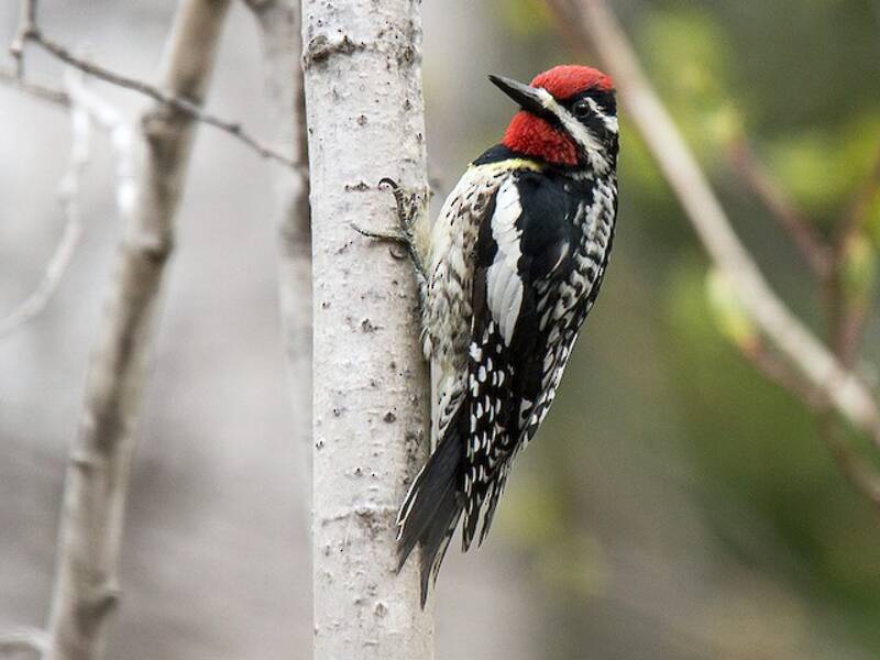 Yellow-bellied Sapsucker, 照片 3