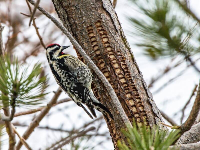 Yellow-bellied Sapsucker (Sphyrapicus varius)