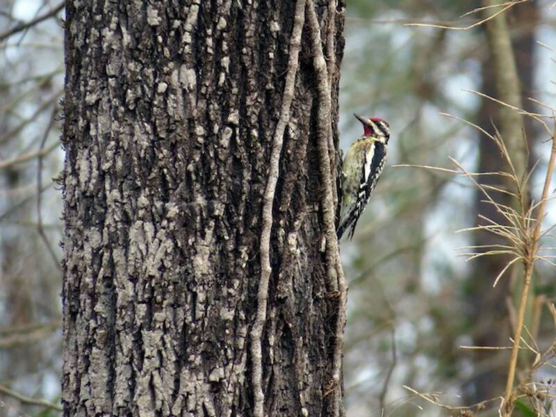 Yellow-bellied Sapsucker, 照片 4