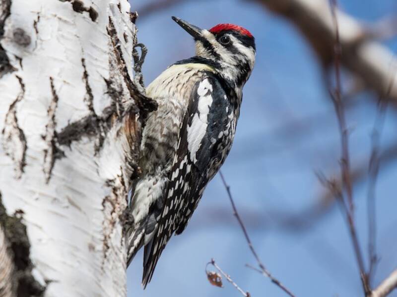 Yellow-bellied Sapsucker, 照片 2
