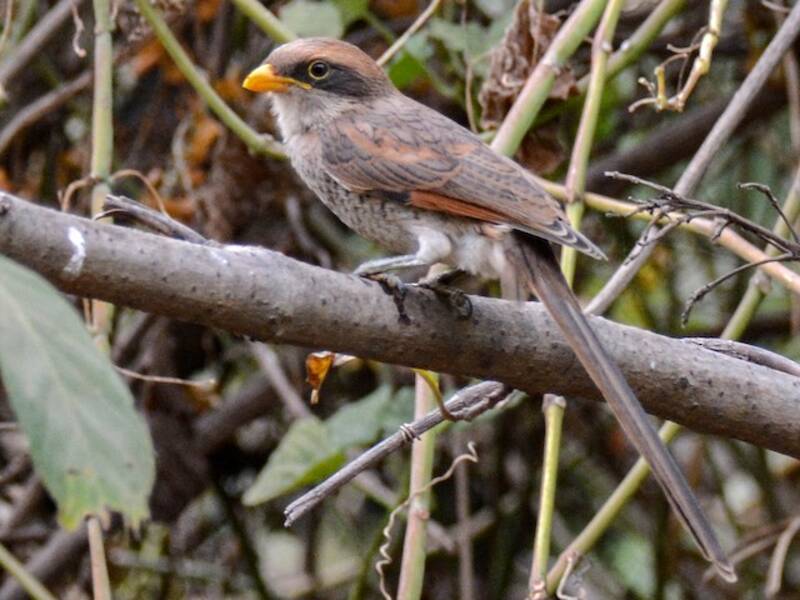 Alcaudón piquigualdo