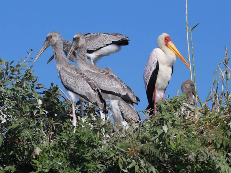 Yellow-billed Stork (Mycteria ibis)