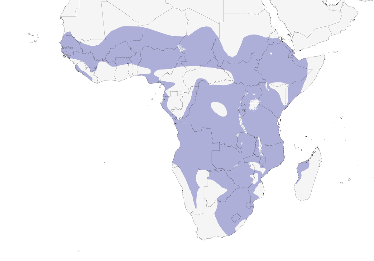 Cicogna becco giallo, Distribuzione 1