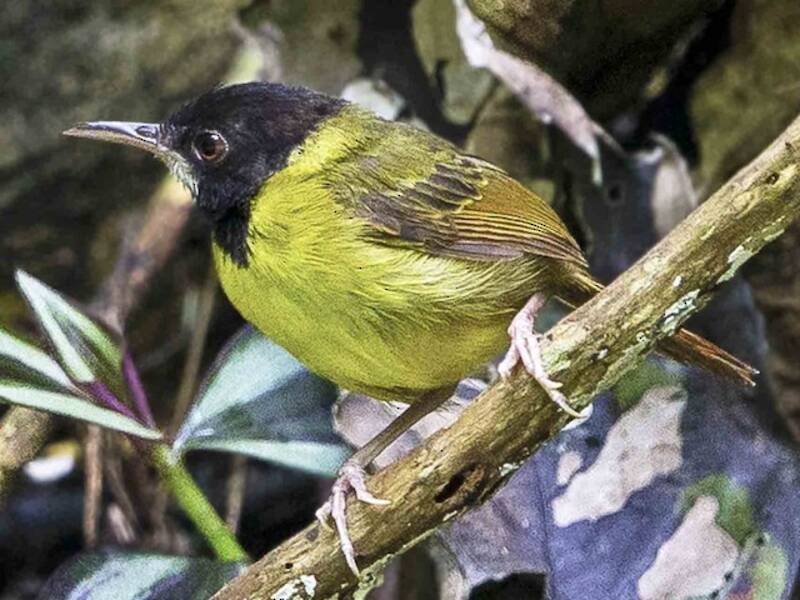 Gelbbrust-Schneidervogel, Fotos 4