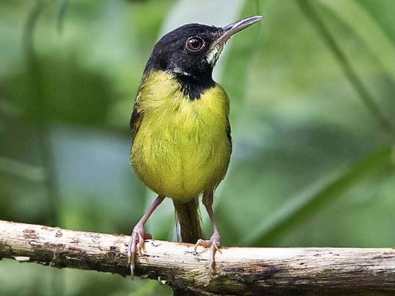 Gelbbrust-Schneidervogel, Fotos 2