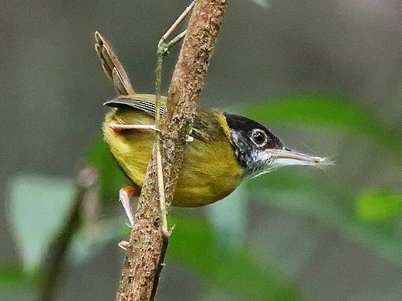 Sastrecillo de pecho amarillo