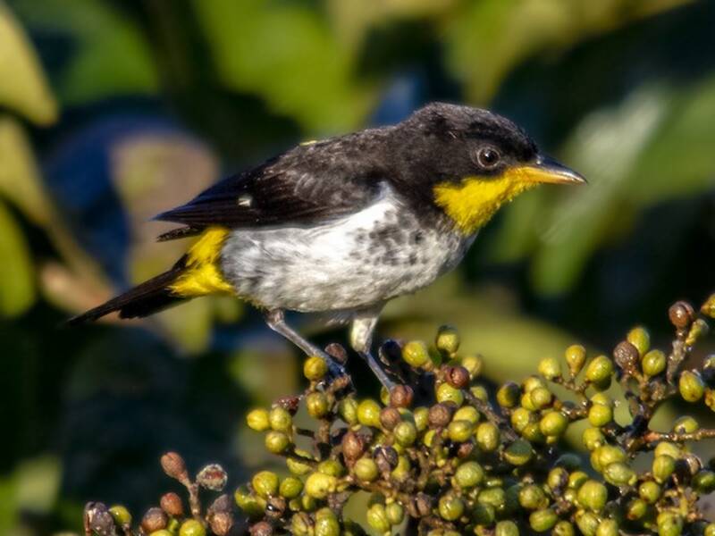 Tangara de dorso amarillo, Fotos 4