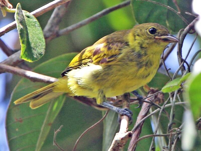 Tangara de dorso amarillo, Fotos 3