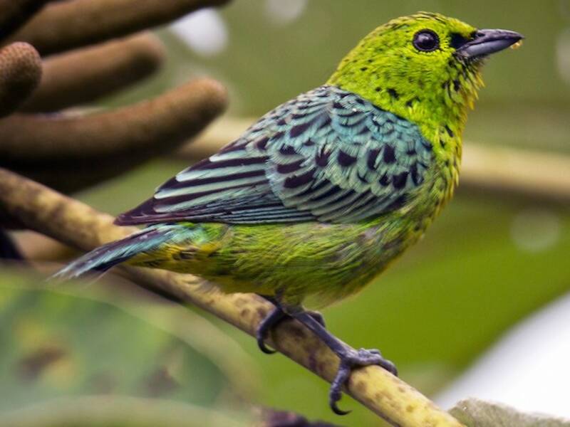 Yellow-bellied Tanager, 照片 3