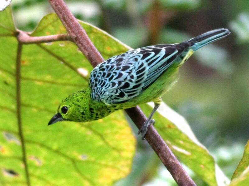Yellow-bellied Tanager, 照片 4