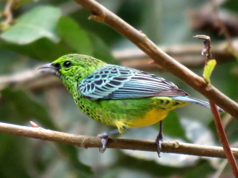 Yellow-bellied Tanager, 照片 2