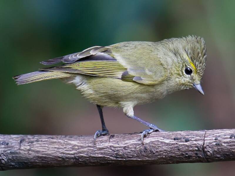 Mésange à sourcils jaunes