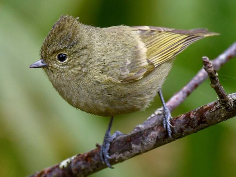Mésange à sourcils jaunes, Photos 2