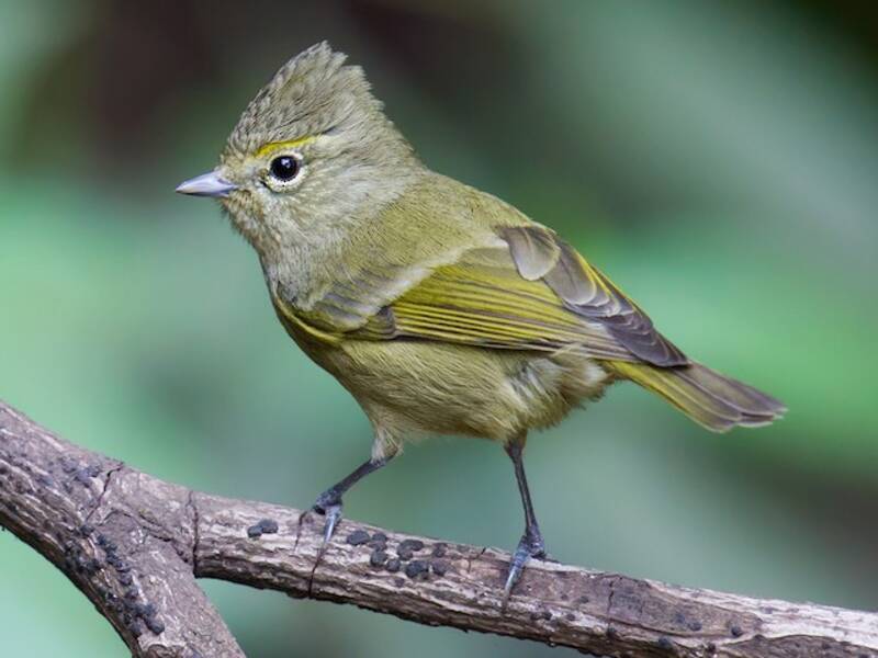 Mésange à sourcils jaunes, Photos 3