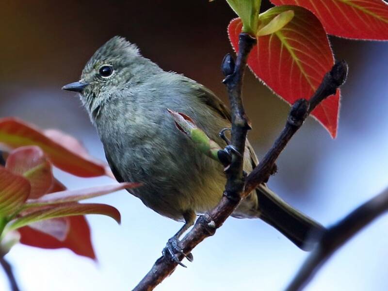 Mésange à sourcils jaunes, Photos 4