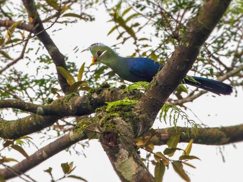 Yellow-billed Turaco