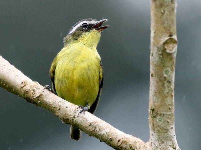 Yellow-bellied Tyrannulet