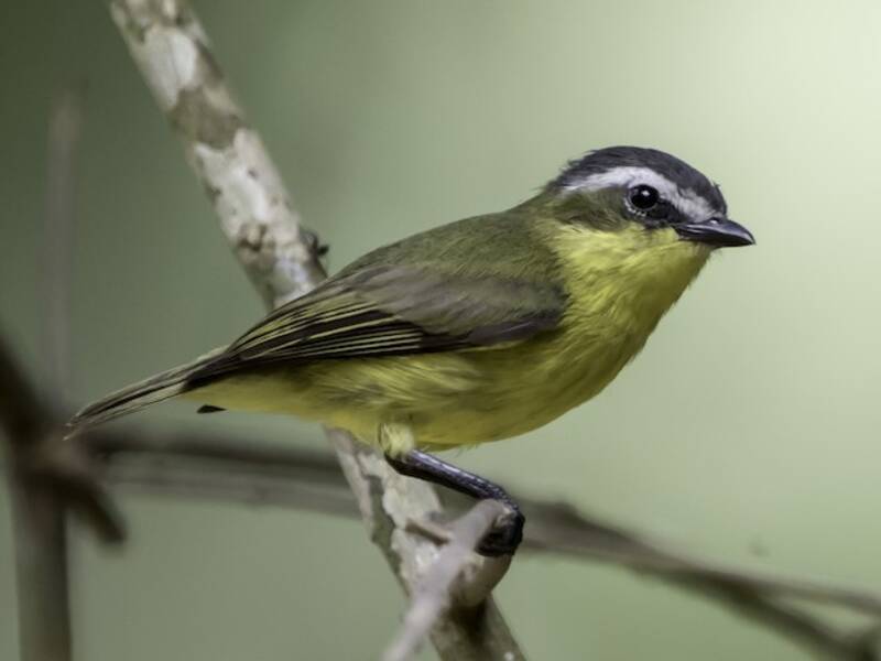 Yellow-bellied Tyrannulet, 照片 3