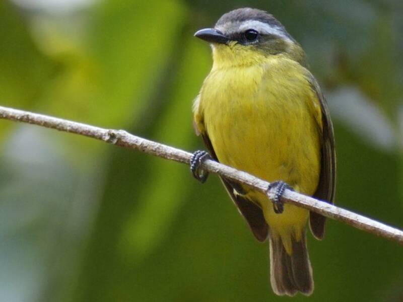 Yellow-bellied Tyrannulet, 照片 2