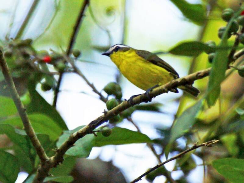 Yellow-bellied Tyrannulet, 照片 4