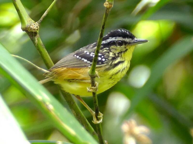 Yellow-breasted Warbling-Antbird, Photos 4